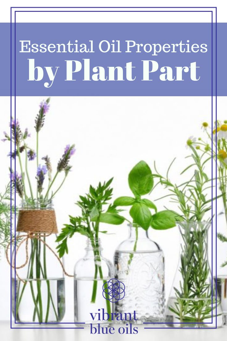 Essential Oil Properties by Plant Part, plants in clear bottles