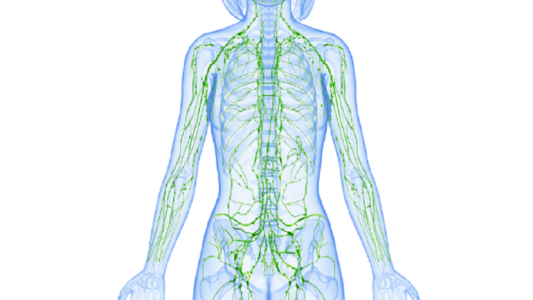 A translucent, digital illustration of a human body showcasing the lymphatic system with a network of lymph vessels.