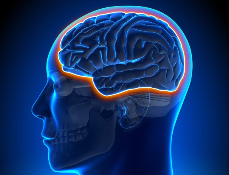 A 3d illustration of a human head with a highlighted brain, showcasing the details of the cerebral cortex on a dark blue background.