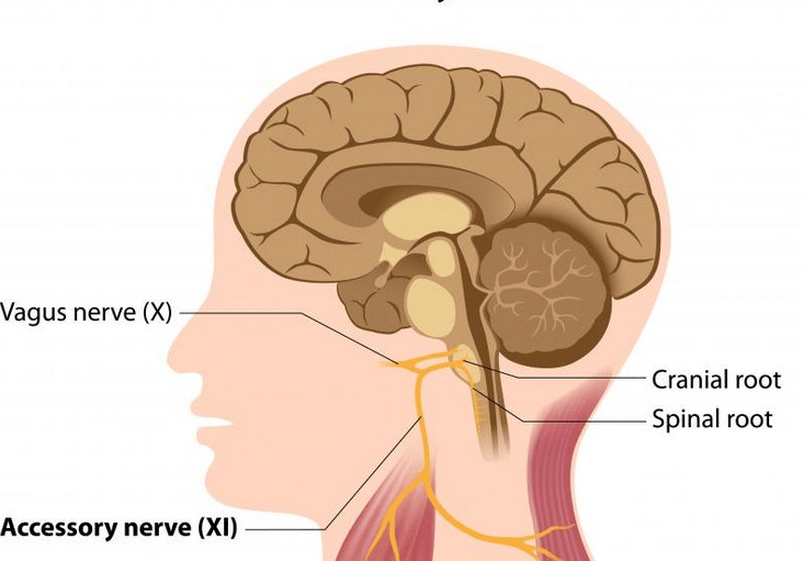 Illustration of the human brain showing the vagus nerve (x) and accessory nerve (xi) with their cranial and spinal roots.